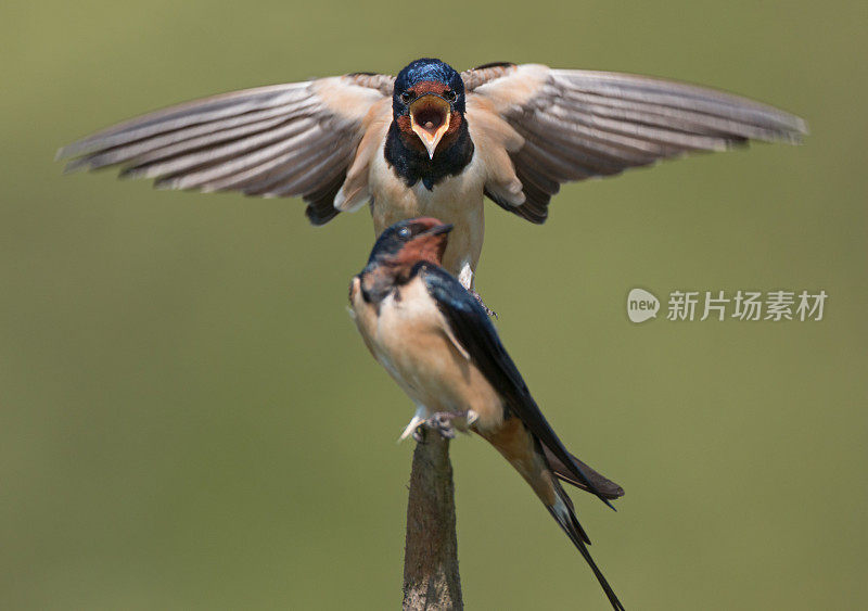 小燕子(Hirundo rustica)，一对